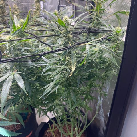 Super Skunk x Super Skunk growlog timeline photo