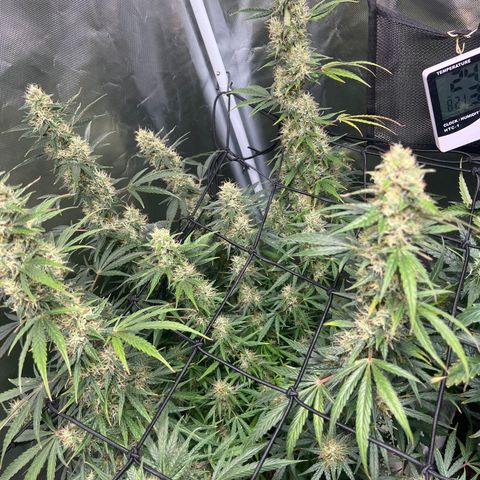 Amnesia XXL - growlog timeline photo