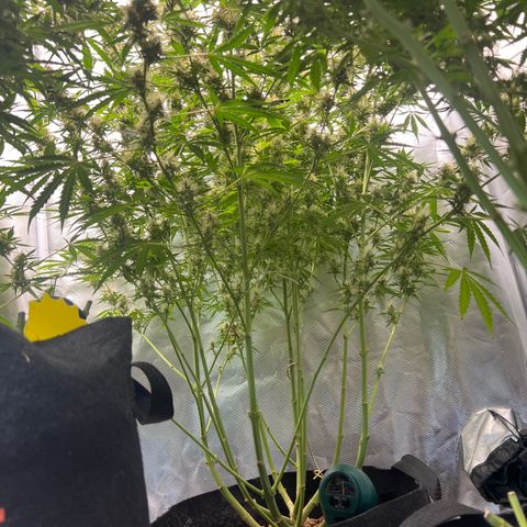 Amnesia XXL - growlog timeline photo