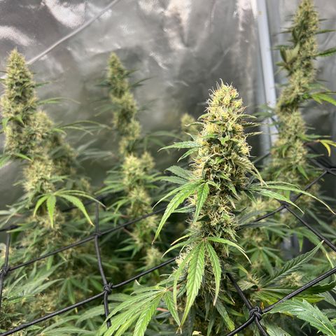 Amnesia XXL - growlog timeline photo