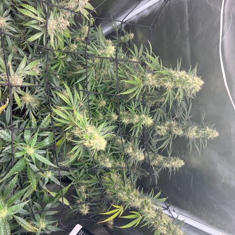 Amnesia XXL - growlog timeline photo