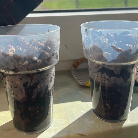 Amnesia XXL - growlog photo: Passive Luftfeuchtigkeitsregelung im Zelt:
Becher mit Tongranulat gefüllt, etwas Wasser unten rein – Steine saugen sich voll, geben langsam Feuchtigkeit ab. Für bessere Luftfeuchtigkeit bei stabiler Temperatur.
Je Zelt ein Becher