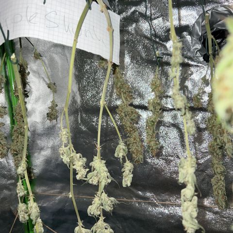 Super Skunk x Super Skunk growlog photo: Purple und super skunk warten auf die Grove bags …