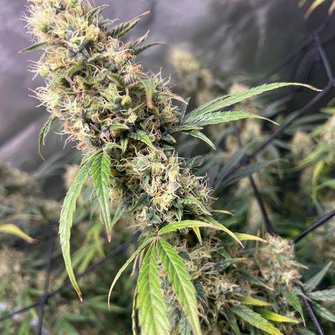 Amnesia XXL - growlog timeline photo
