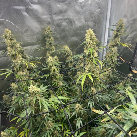 Amnesia XXL - growlog timeline photo