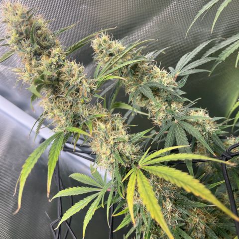 Amnesia XXL - growlog timeline photo