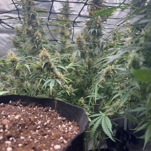 Amnesia XXL - growlog timeline photo