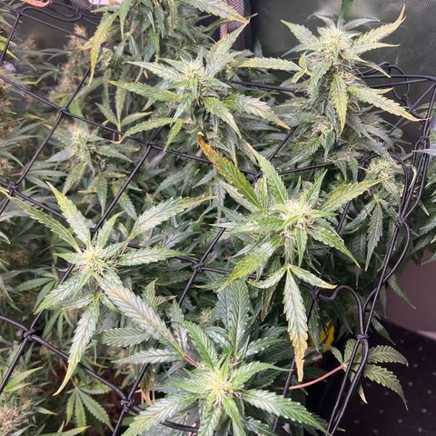Super Skunk x Super Skunk growlog timeline photo