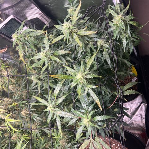 Super Skunk x Super Skunk growlog timeline photo