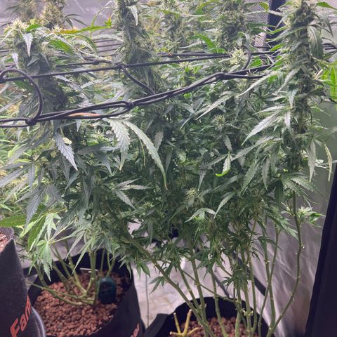 Super Skunk x Super Skunk growlog timeline photo