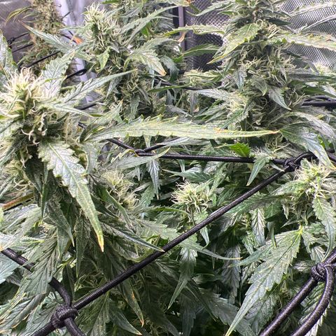 Super Skunk x Super Skunk growlog timeline photo