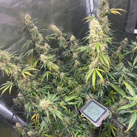 Amnesia XXL - growlog timeline photo