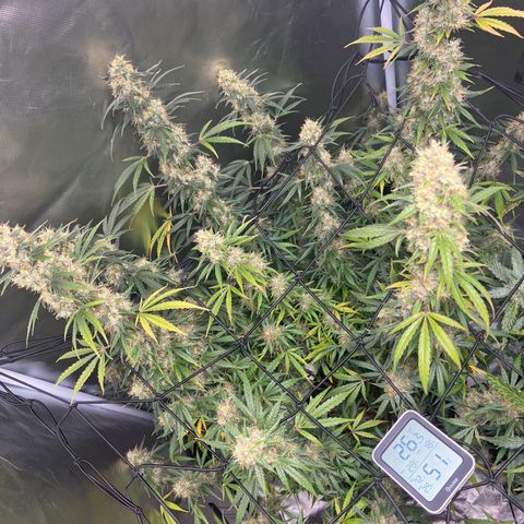 Amnesia XXL - growlog timeline photo