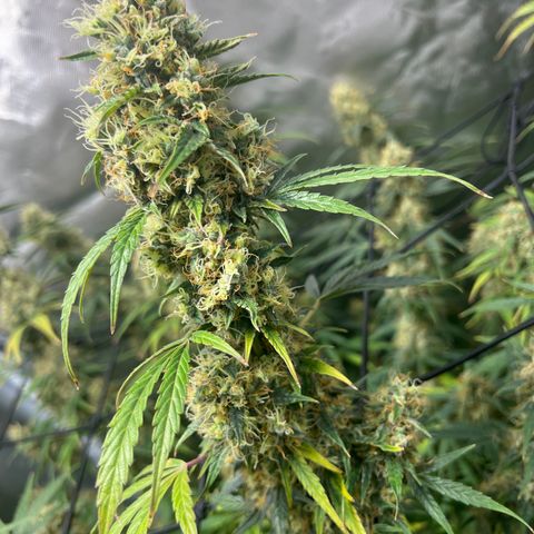 Amnesia XXL - growlog timeline photo