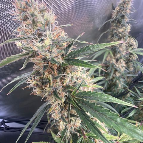 Amnesia XXL - growlog timeline photo