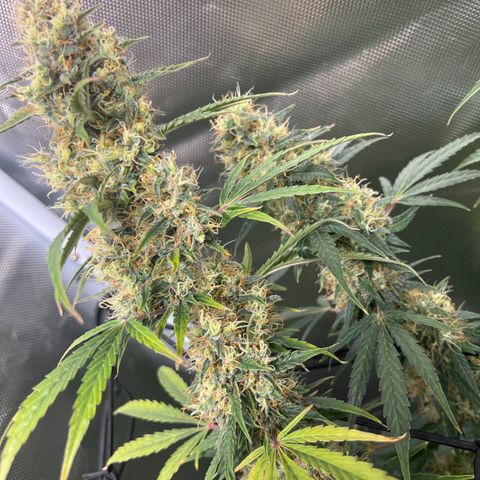 Amnesia XXL - growlog timeline photo
