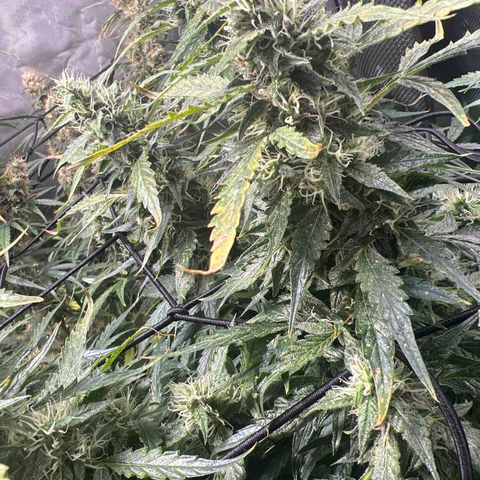 Super Skunk x Super Skunk growlog timeline photo