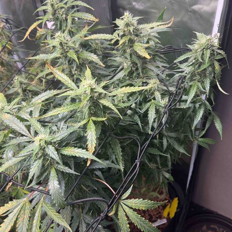 Super Skunk x Super Skunk growlog timeline photo