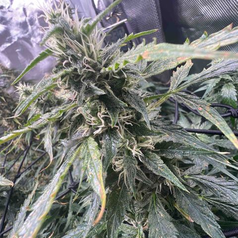 Super Skunk x Super Skunk growlog timeline photo