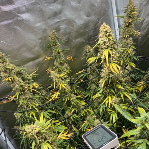 Amnesia XXL - growlog timeline photo