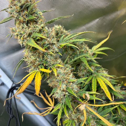 Amnesia XXL - growlog timeline photo