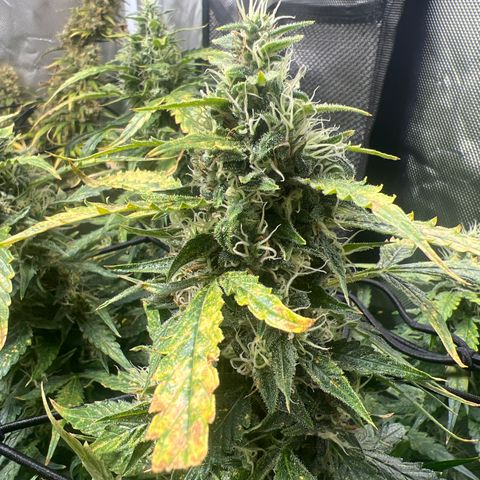 Super Skunk x Super Skunk growlog timeline photo