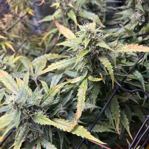 Super Skunk x Super Skunk growlog timeline photo