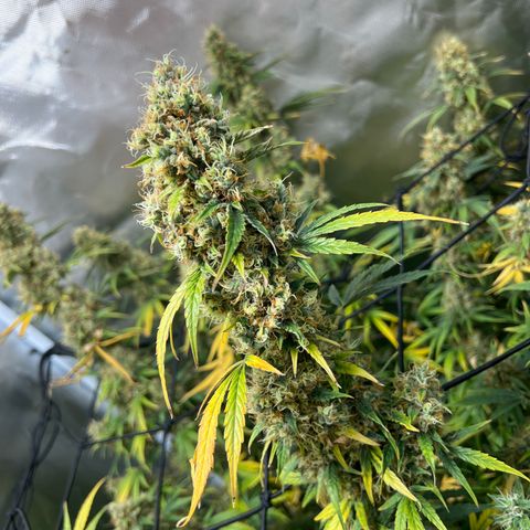 Amnesia XXL - growlog timeline photo