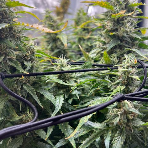 Super Skunk x Super Skunk growlog timeline photo