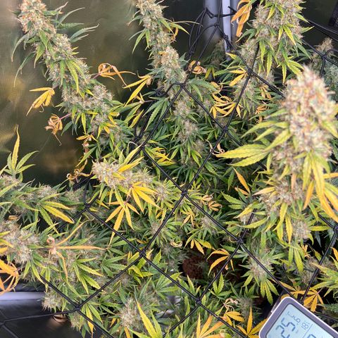 Amnesia XXL - growlog timeline photo