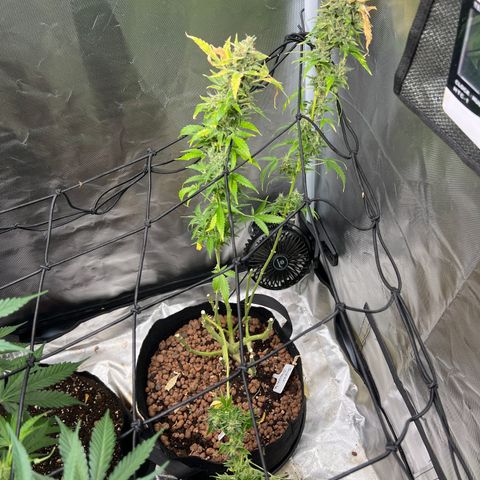 Super Skunk x Super Skunk growlog timeline photo