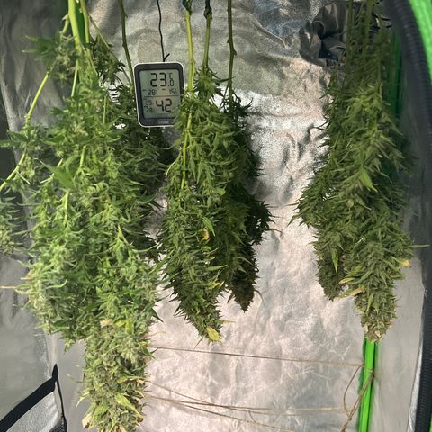 Super Skunk x Super Skunk growlog timeline photo