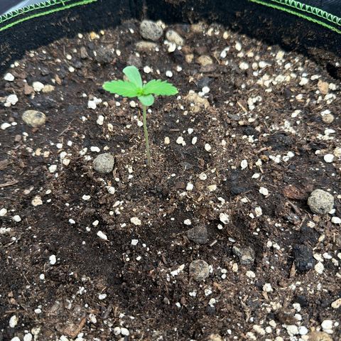 FAT Banana (Links) growlog timeline photo