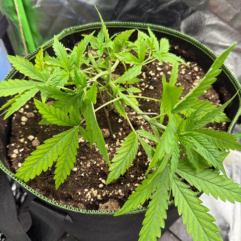 FAT Banana (Links) growlog timeline photo