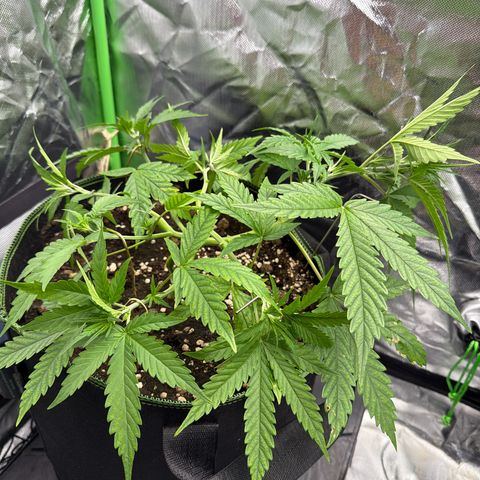 FAT Banana (Links) growlog timeline photo