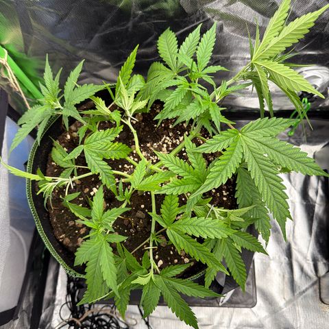 FAT Banana (Links) growlog timeline photo