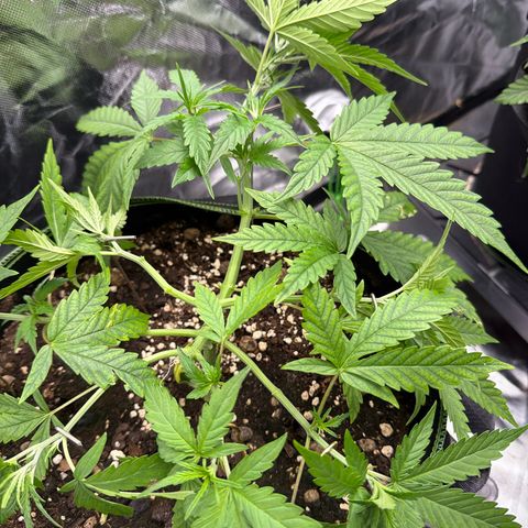 FAT Banana (Links) growlog timeline photo