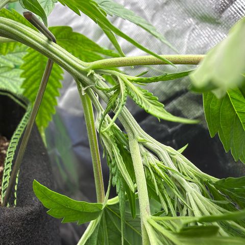 FAT Banana (Links) growlog timeline photo