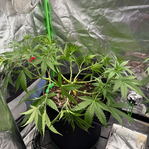 FAT Banana (Links) growlog timeline photo
