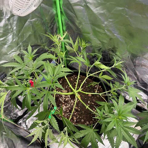 FAT Banana (Links) growlog timeline photo