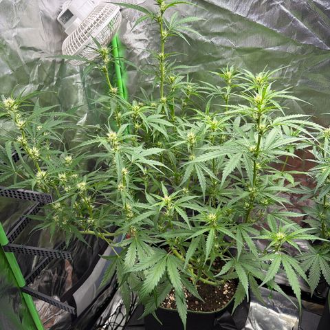 FAT Banana (Links) growlog timeline photo