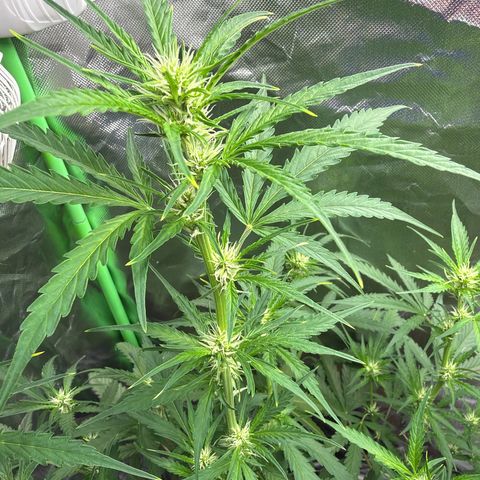 FAT Banana (Links) growlog timeline photo