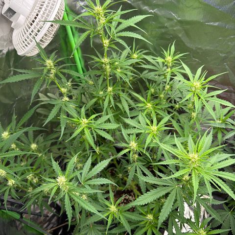FAT Banana (Links) growlog timeline photo