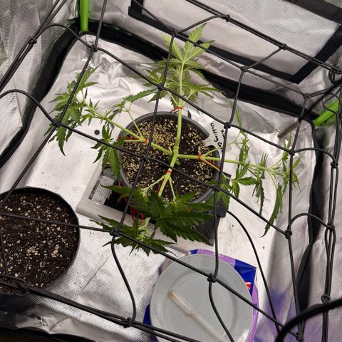 Weddi  growlog photo: LST