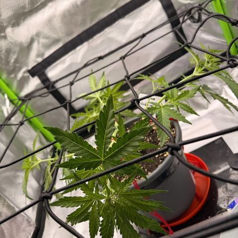 Weddi  growlog photo: LST