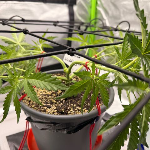 Weddi  growlog photo: LST