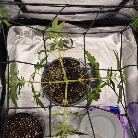 Weddi  growlog photo: LST