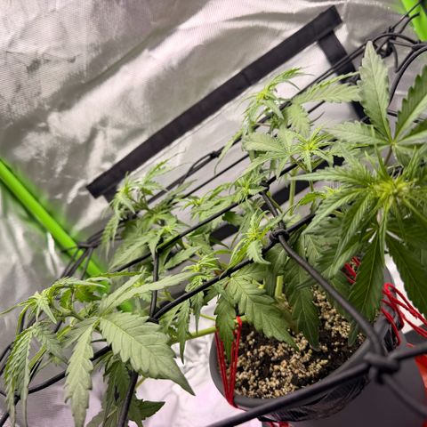 Weddi  growlog timeline photo