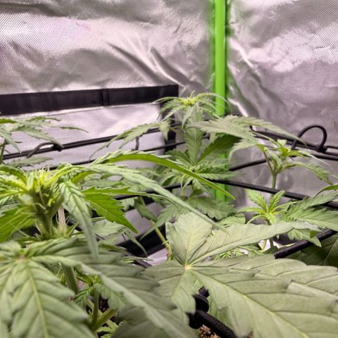 Weddi  growlog timeline photo