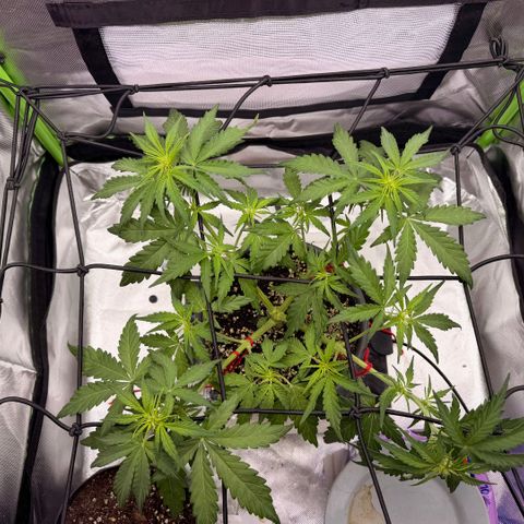 Weddi  growlog timeline photo